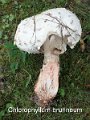 Chlorophyllum brunneum-amf1230-3